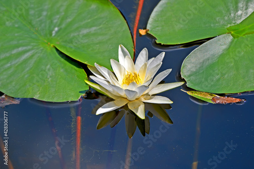 European white water lily aka white water rose aka white nenuphar - aquatic flowering plant (Nymphaea alba) reflected in water