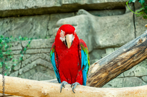 Red macaw parrot with a huge beak sit on the branch on jungle background. Big ara parrot close-up