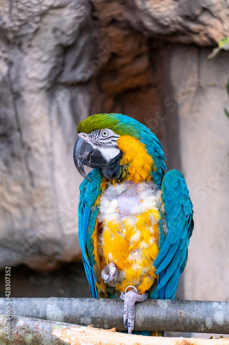 Obraz na plátně Blue-yellow macaw ara parrot with a huge beak with plucked feathers on the chest