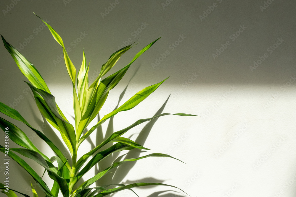 Green indoor house plant on white wall with light and shadows