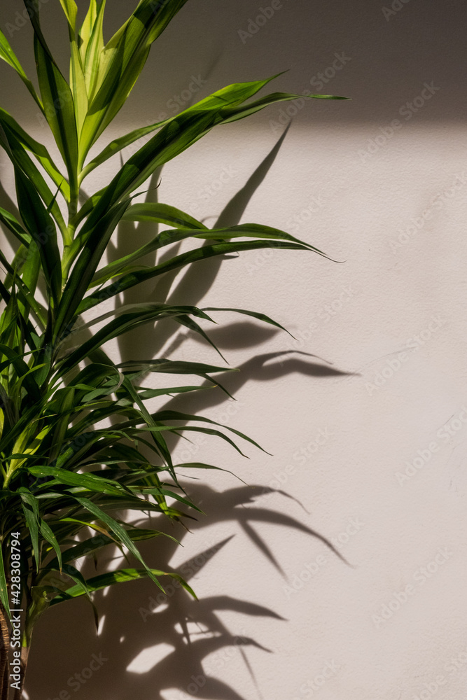 Fototapeta premium Indoor house plant with shadows on white wall 