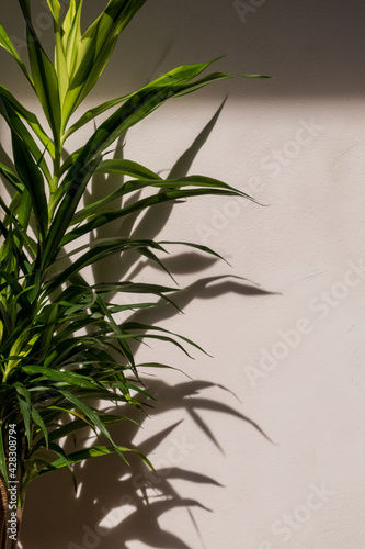 Indoor house plant with shadows on white wall 