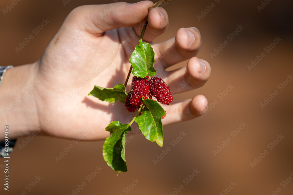 Close-up A big fresh mulberry in the hands of a gardener The bright red color looks delicious. The healthy fruit is ripe on the tree. During summer in Thailand Close-up A big fresh mulberry in the hands of a gardener The bright red color looks delicious. The healthy fruit is ripe on the tree. During summer in Thailand