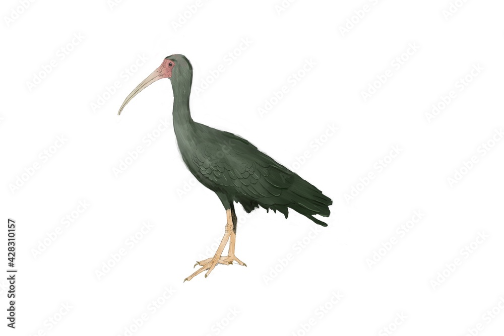Naklejka premium drawing of a brazillian bird - Phimosus infuscatus - Tapicuru - Bare-faced ibis on white background
