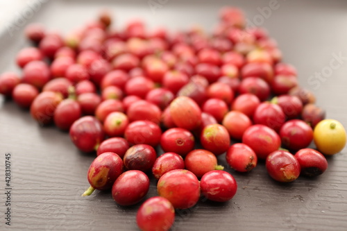 Fototapeta Naklejka Na Ścianę i Meble -  収穫したばかりのコーヒーの赤い実