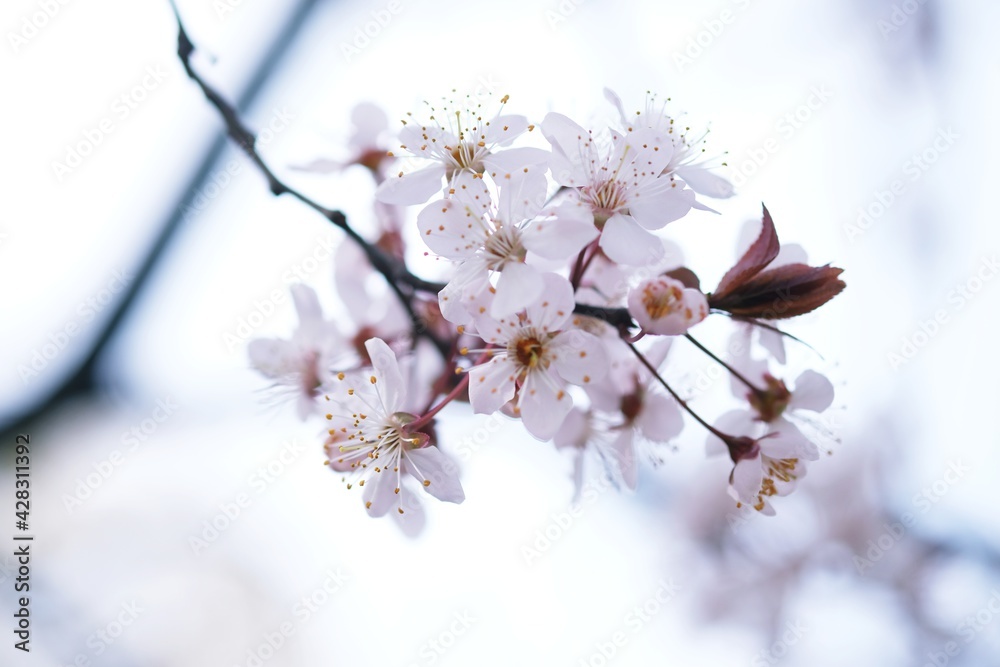 Fototapeta premium Cherry Blossom or Sakura flower on nature background.