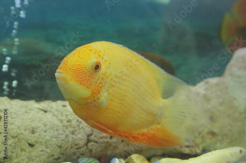 Yellow fish in an aquarium