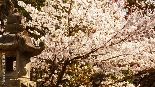 京都の桜　法輪寺