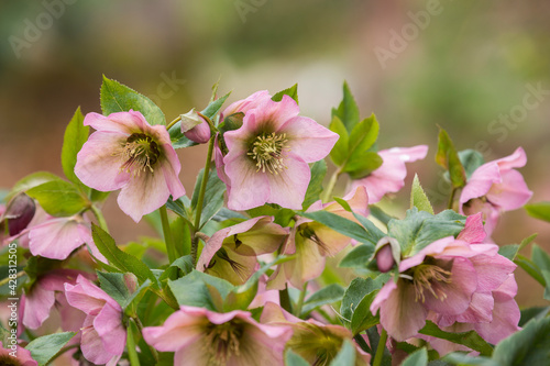 Beautiful, pink hellebores in springtime
