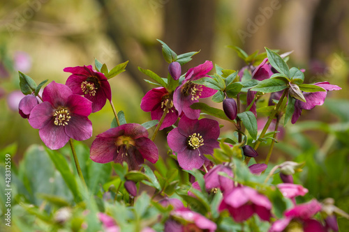 Beautiful, vibrant, purple hellebores in a lush environment
