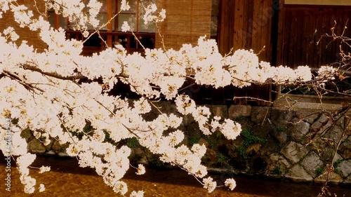 京都祇園の桜