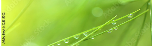 spring and summer nature banner.stalks of grass with raindrops close-up on a green background.Meadow grass background.spring and summer natural landscape.green nature banner