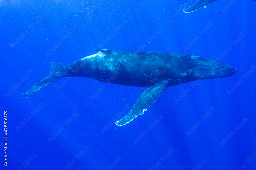 Fototapeta premium ザトウクジラ