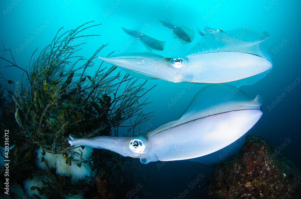 Fototapeta premium アオリイカの産卵