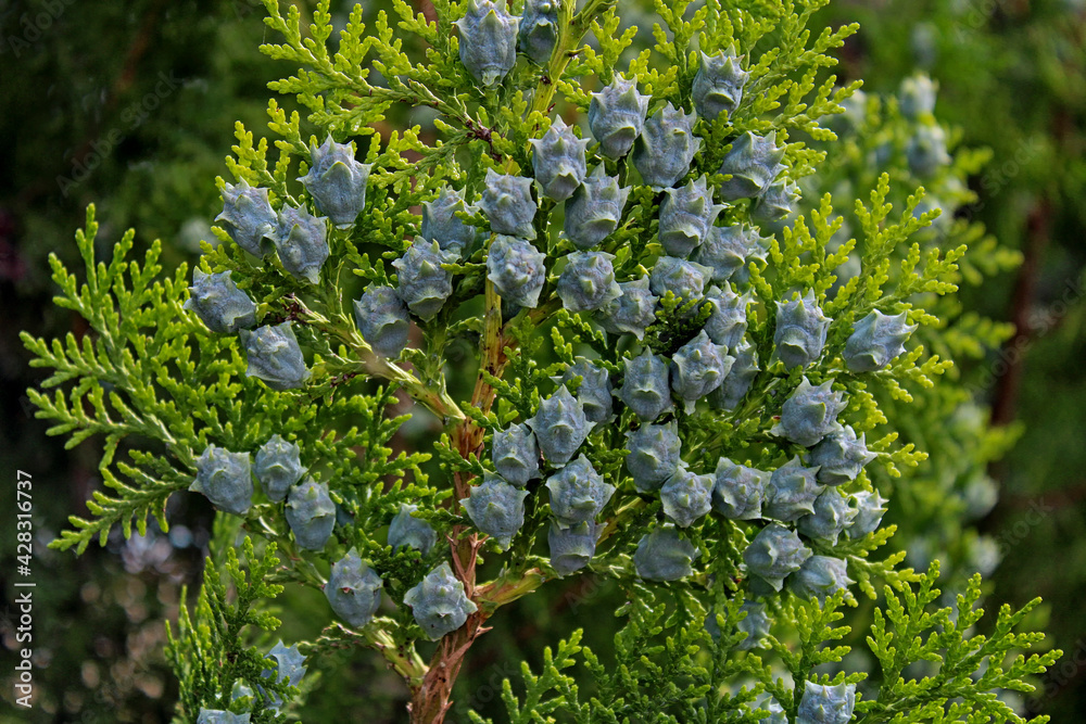 Leylandi cypress fruits photographed closely. Cypress branch with