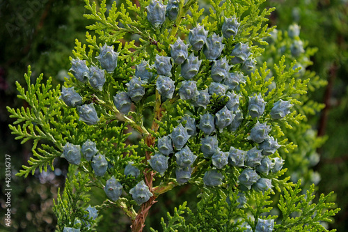 Φωτογραφία Leylandi cypress fruits photographed closely