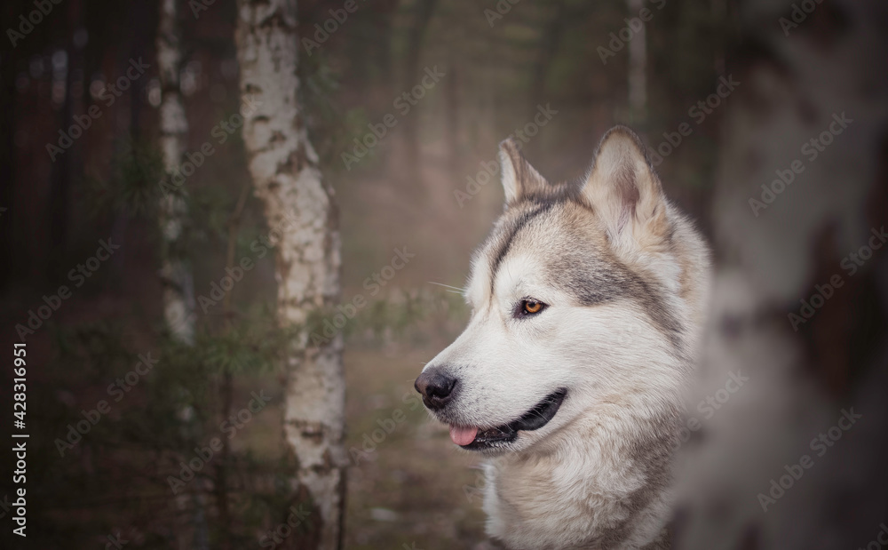 Alaskan Malamute girl in a birch grove. Professional dog photography in the forest. Purebred pet in the woods. Selective focus on the eyes of the animal, blurred background.