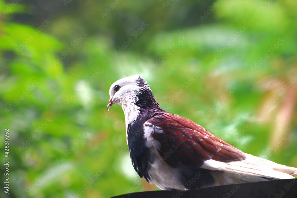 Fototapeta premium Beautiful pigeon among the beautiful.