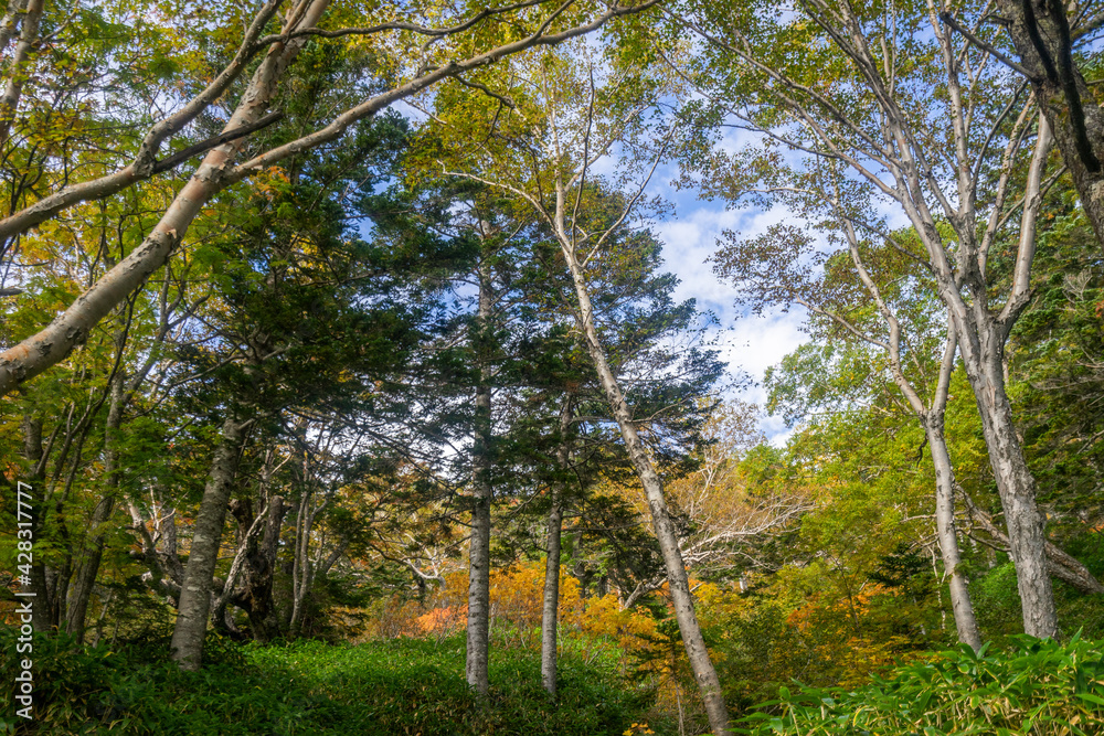 Obraz premium 紅葉の御嶽山登山(日本 − 長野 − 木曽)