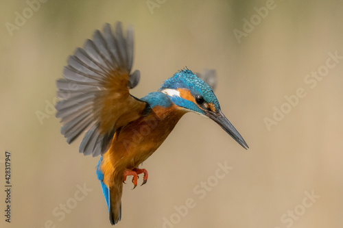 European Kingfisher in flight, bright blue and orange bird with wings spread. Dynamic action photograph of the bird.  (Alcedo Atthis)