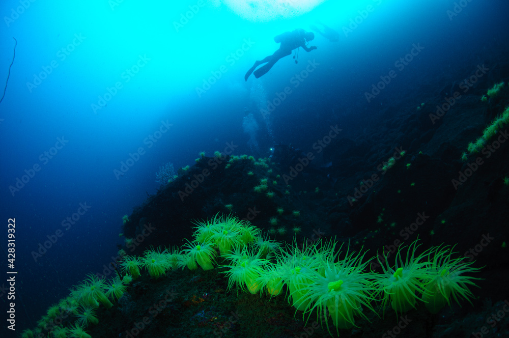 Obraz premium オオカワリギンチャク