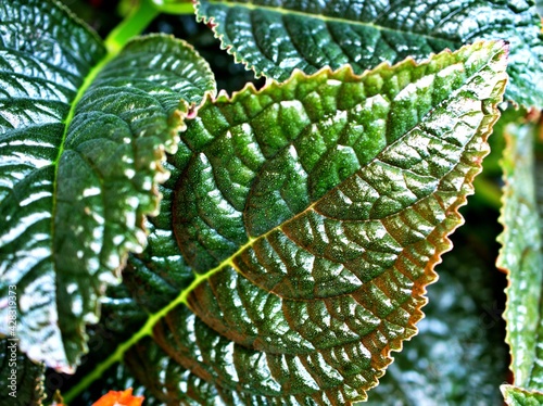 Closeup green leaf of Alloplectus flower plants in garden with blurred background ,macro image ,nature leaves photo