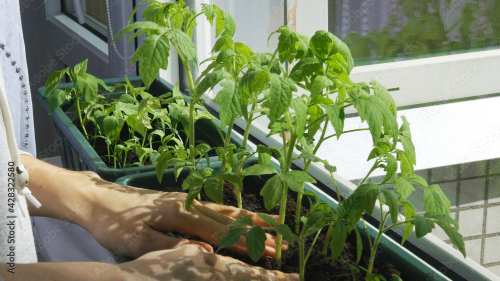 A women touching a young tomato sprouts with her hand. Plants in black cup near the window on the windowsill. Spring time. Concept of growing plants at home for garden A women touching a young tomato sprouts with her hand. Plants in black cup near the window on the windowsill. Spring time. Concept of growing plants at home for garden