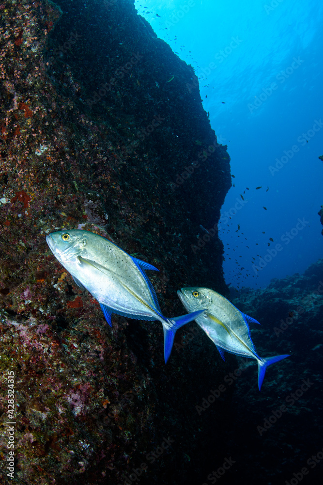 Fototapeta premium カスミアジ