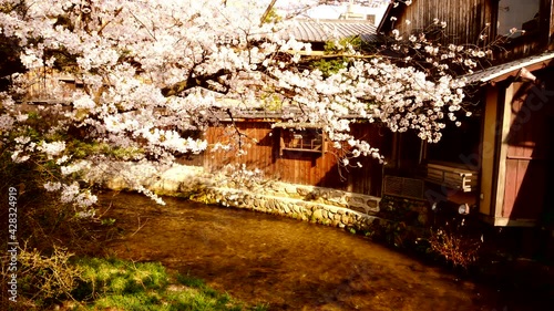 京都祇園の桜