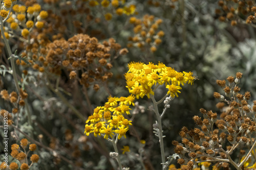 Yellow daisy flowers