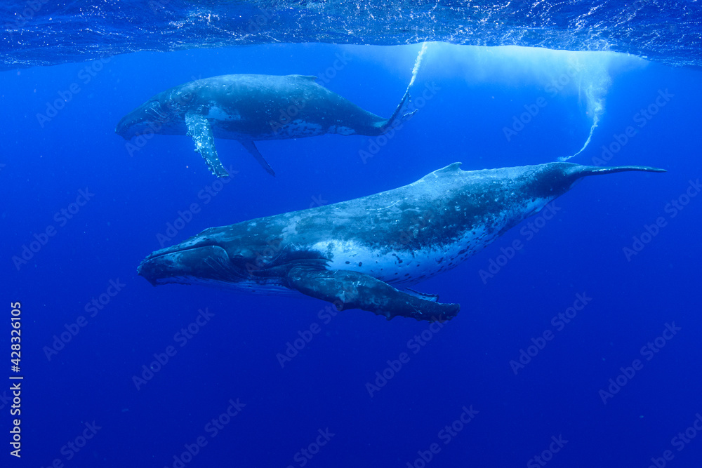 Naklejka premium ザトウクジラ