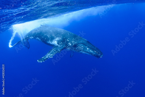 ザトウクジラ © koji.photo.jp