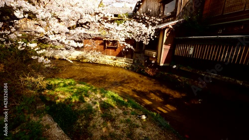 京都祇園の桜