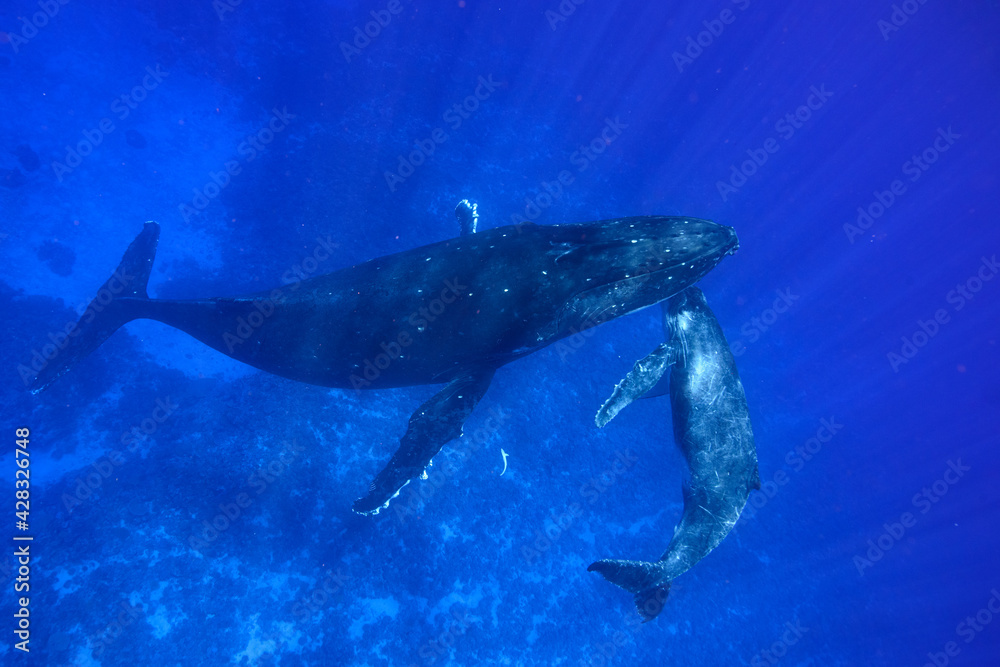 Fototapeta premium ザトウクジラ