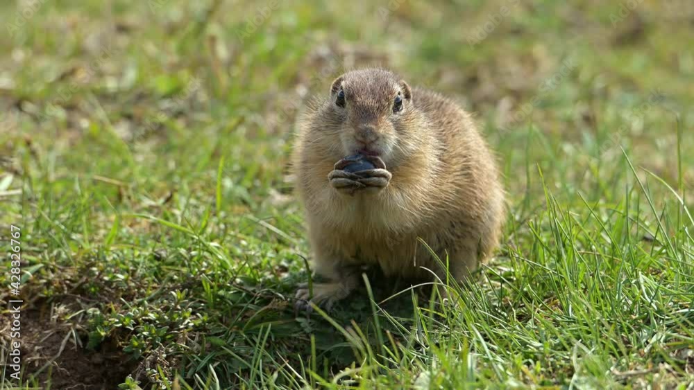 European Ground Squirrel (Spermophilus citellus), also known as the European souslik eating blueberry. European Ground Squirrel (Spermophilus citellus), also known as the European souslik eating blueberry.