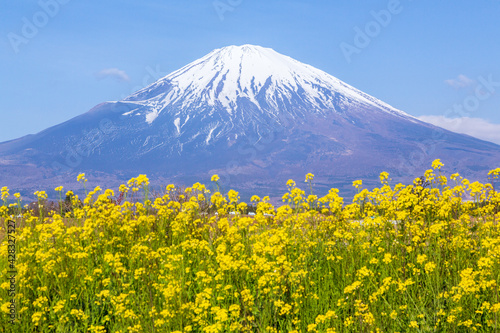 静岡県御殿場市から富士山と菜の花
