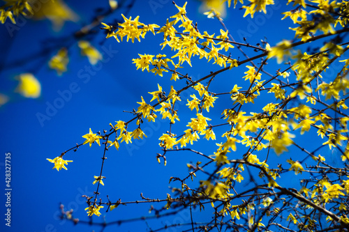 First yellow bell flowers of Forsythia in the garden