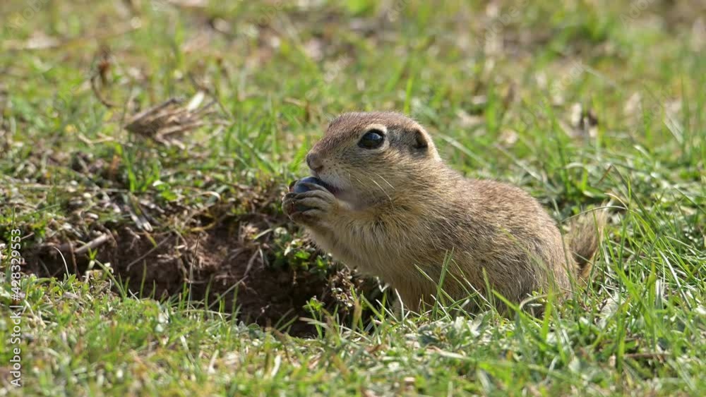 European Ground Squirrel (Spermophilus citellus), also known as the European souslik eats blueberry into his hole. European Ground Squirrel (Spermophilus citellus), also known as the European souslik eats blueberry into his hole.