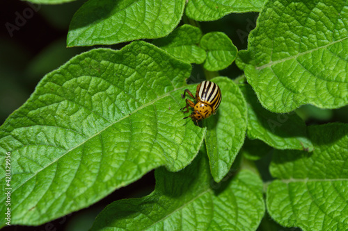 Pests of agricultural plants. Colorado potato beetle (Latin: Leptinotarsa decemlineata) on potato leaves close up. Colorado potato beetle eats potato leaves.