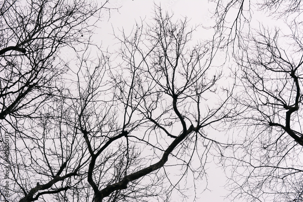 A background image made up of tree branches. Tree branches in the winter season. A background image made up of tree branches. Tree branches in the winter season.