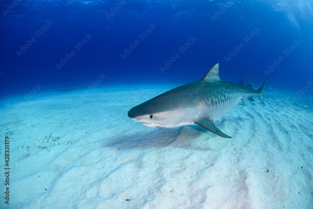 Fototapeta premium タイガーシャーク