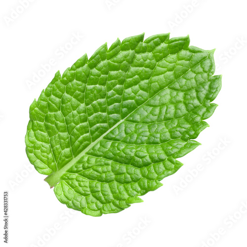 Leaf of mint