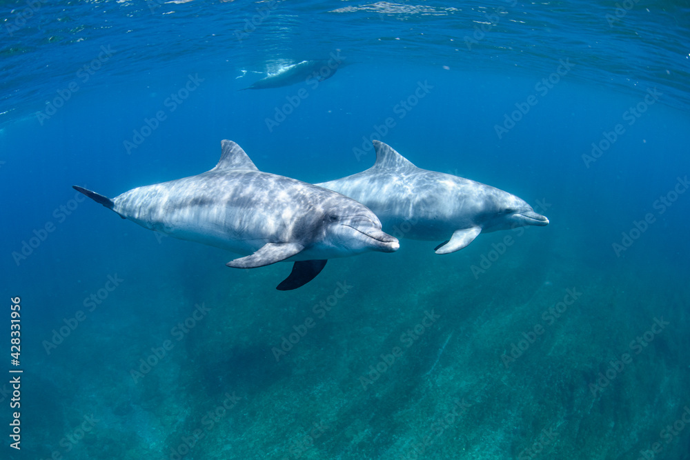 Fototapeta premium イルカ