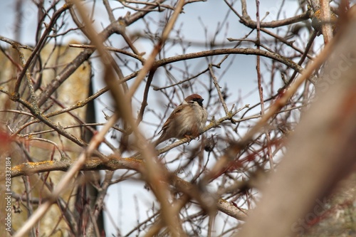 Sparrow bird perched on tree branch. House sparrow female songbird (Passer domesticus) sitting singing on brown wood branch with yellow gold sunshine live background. Sparrow bird wildlife.