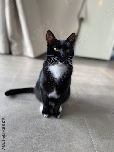Tuxedo cat sitting with paws together