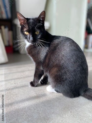 Tuxedo cat with beautiful fur