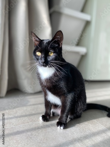 A black tuxedo cat sitting quietly