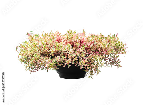 Ornamental plants in pots isolated on white background.