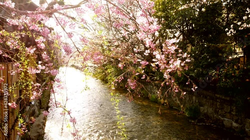 京都祇園の桜