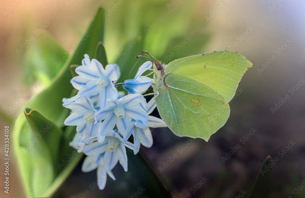Motyl na kwiatku